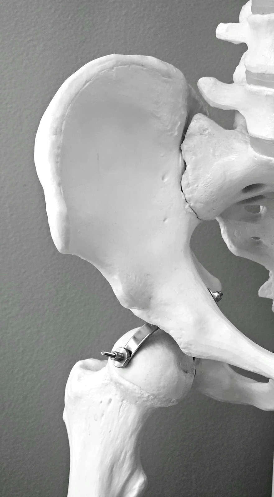 Close view of a model of the hip joint and pelvis