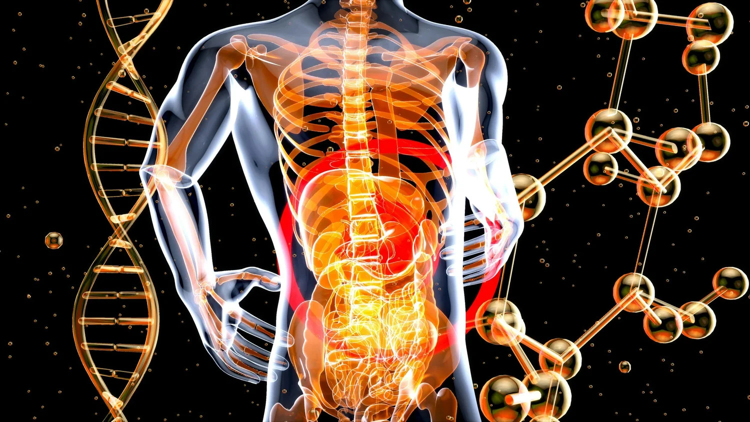 Illustration of the human torso with the digestive tract highlighted